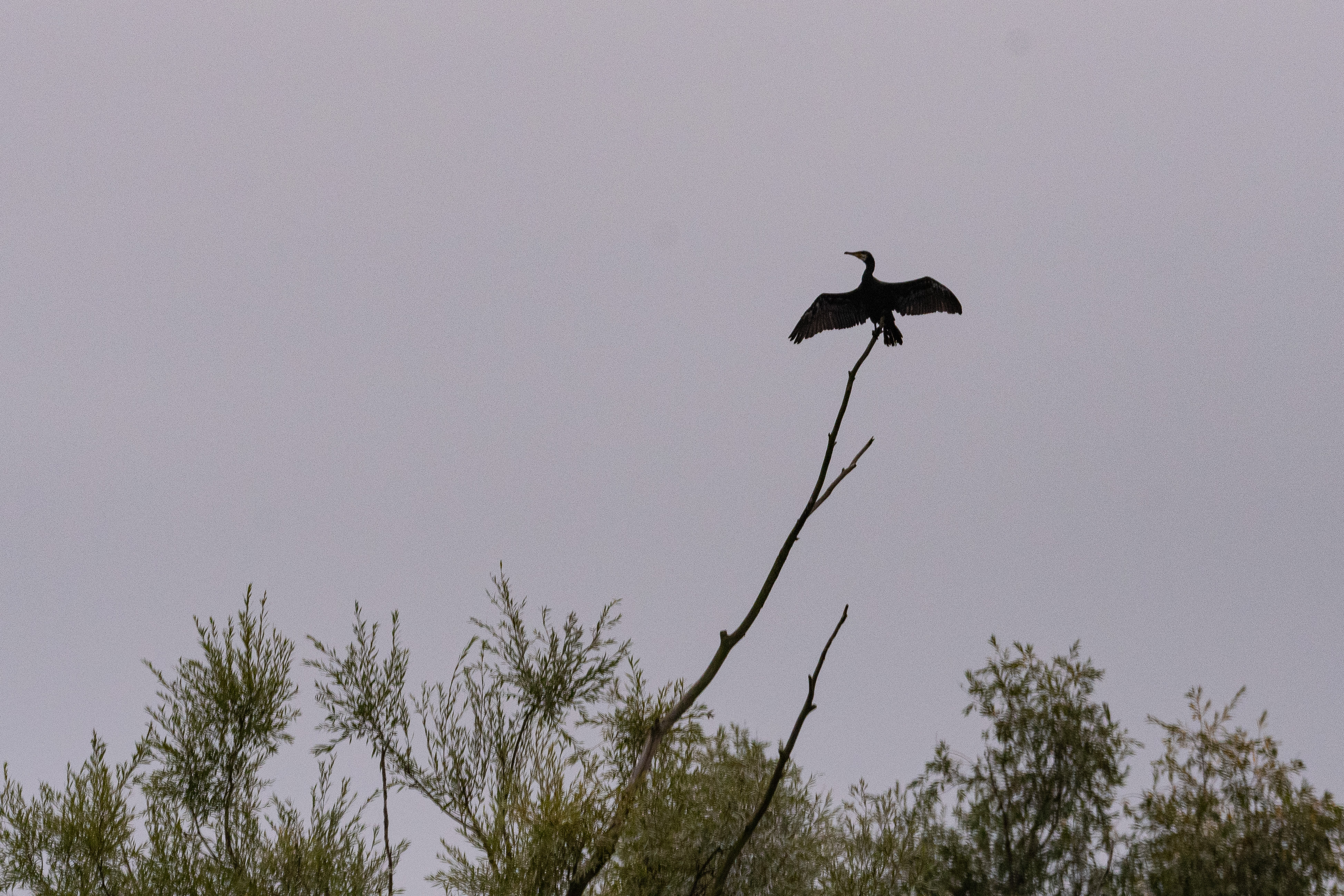 Grand cormoran (Great Cormorant, Phalacrocorax carbo) perché à la cime du dortoir fréquenté par l'espèce, Dépôt 54 de la Réserve Naturelle de Mont-Bernanchon, Hauts de France.